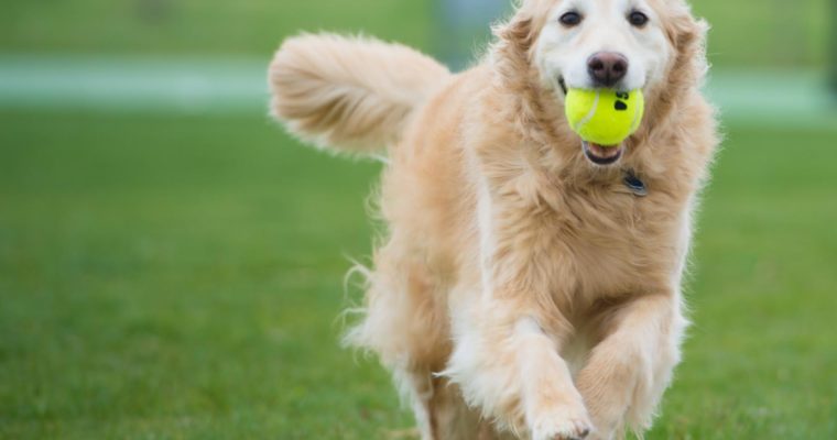 Pet-Friendly Cape Cod Vacation Rentals