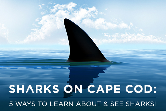 5 places to learn about & see Sharks on Cape Cod this Summer