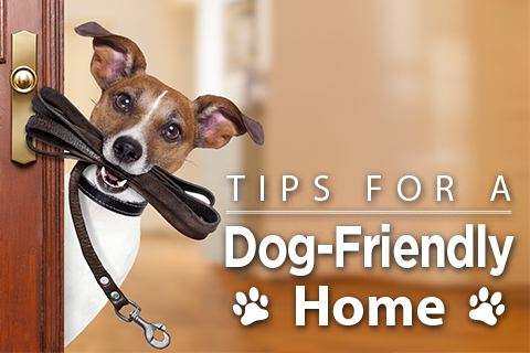 National Dog Day: Tips for a Dog-Friendly Home