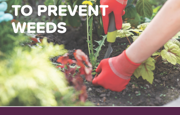 Five Ways to Prevent Weeds