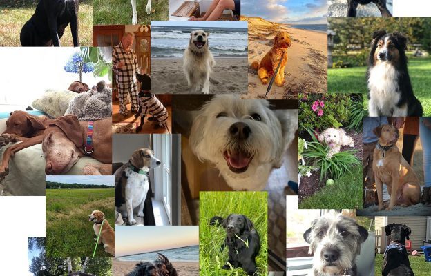 National Dog Month
