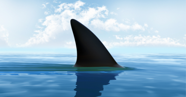 4 Places to Learn About & See Sharks on Cape Cod this Summer