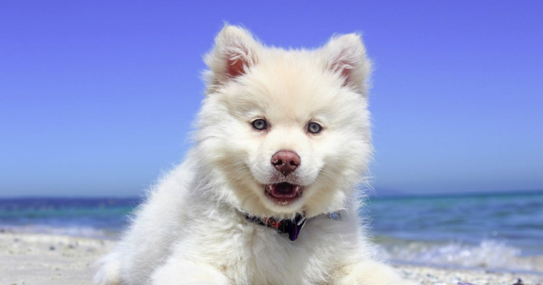 How to Prepare Your Pet for a Housing Move
