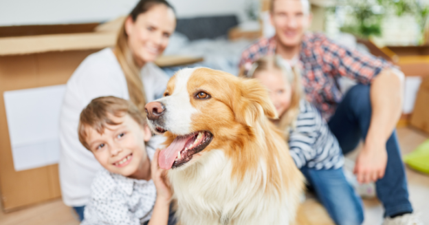 Celebrating National Dog Day – Making your Home Dog-friendly