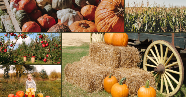 Pumpkin Patches to Explore from Cape to Boston