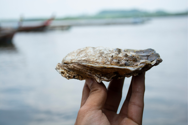 3 Best Oysters on Cape Cod