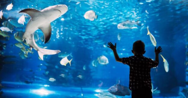 5 Places to Learn About & See Sharks on Cape Cod this Summer