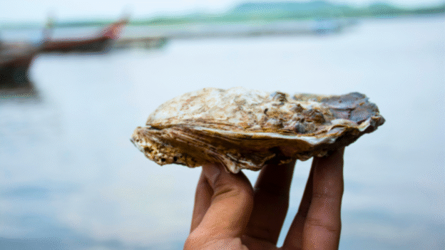 3 Best Oysters on Cape Cod
