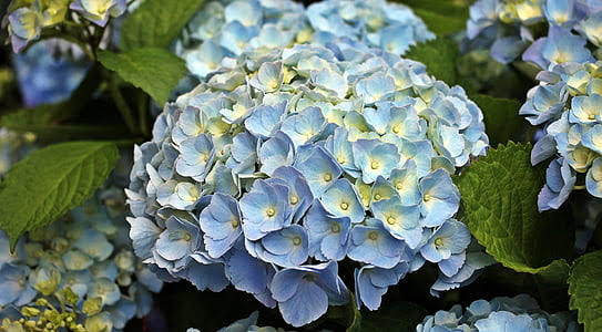 Why Hydrangeas and Cape Cod Are the Perfect Summer Pair