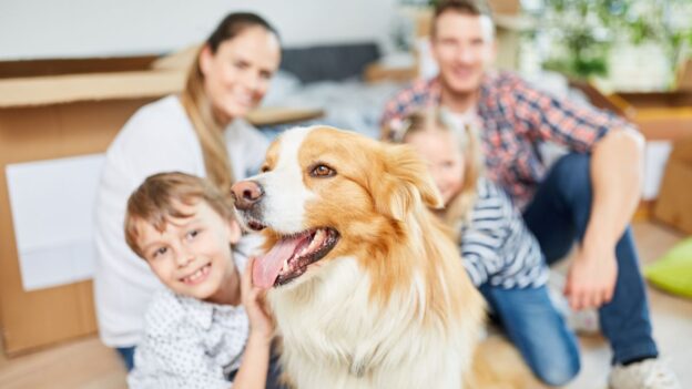 How to Make Your New Home Dog-Friendly: 8 Easy Tips